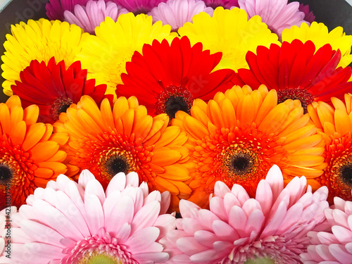 Gerberas of various varieties and colors  close up view.