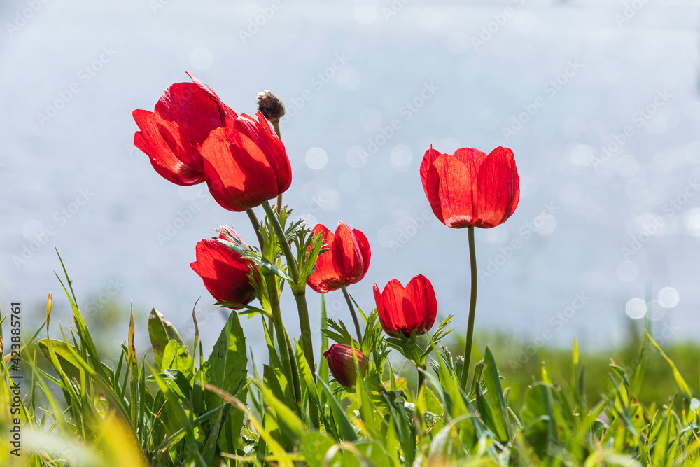 Blooming red anemones close-up against the background of the sky and the lake