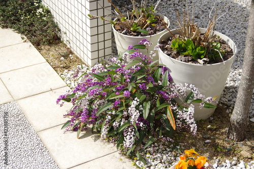 庭に咲くハーデンベルギア