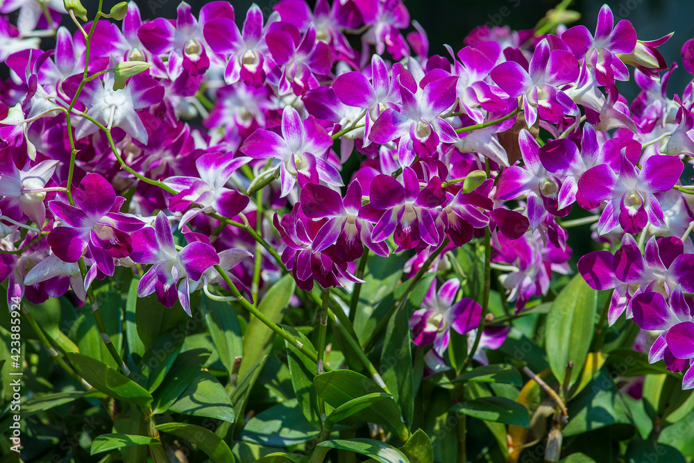 The group of pink orchid flowers in tropical garden, close up The group of pink orchid flowers in tropical garden, close up