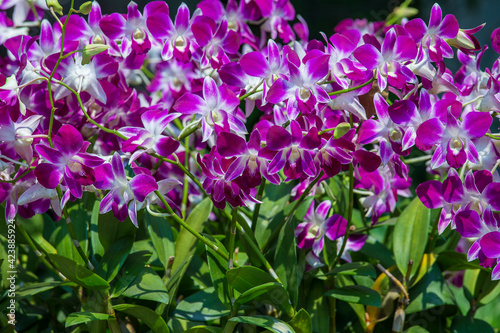 The group of pink orchid flowers in tropical garden  close up