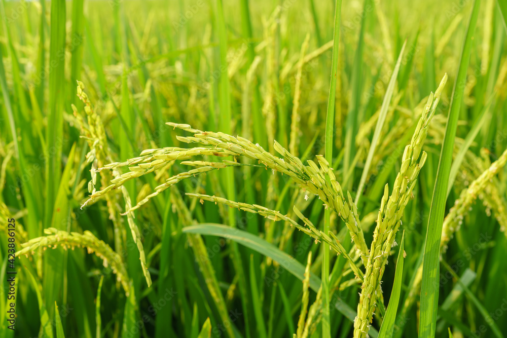 Agriculture rural life with ponds for rice farming, Green young rice plants are growing in paddy field. Agricultural lifestyle concept of Thailand. Agriculture rural life with ponds for rice farming, Green young rice plants are growing in paddy field. Agricultural lifestyle concept of Thailand.