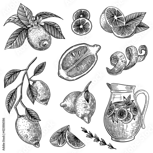 Lemon or lime engraved vector illustrations set. Hand drawn sketch of citrus fruit cut in half, sliced or on branch, zest, peel on white background. Health, fruit, lemonade, tea, juice or diet concept