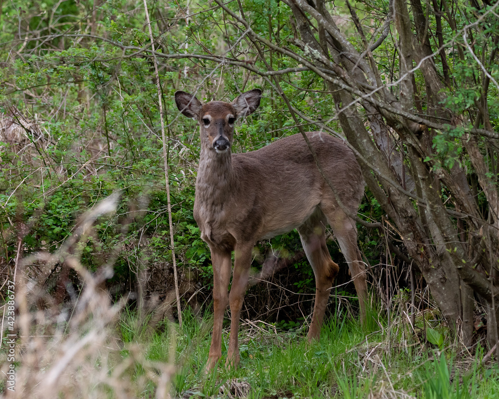 white deer white deer