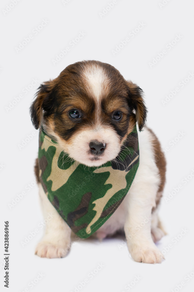 perro pequeño cachorro usando bandana en estudio fotográfico con fondo blanco perro pequeño cachorro usando bandana en estudio fotográfico con fondo blanco