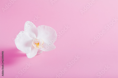 White orchid on pink background with copy space minimalistic concept. Blank Greeting card March 8, Mother's Day