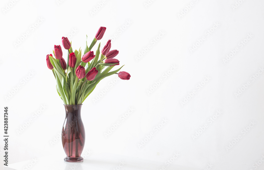 red tulips in glass vase on white background
