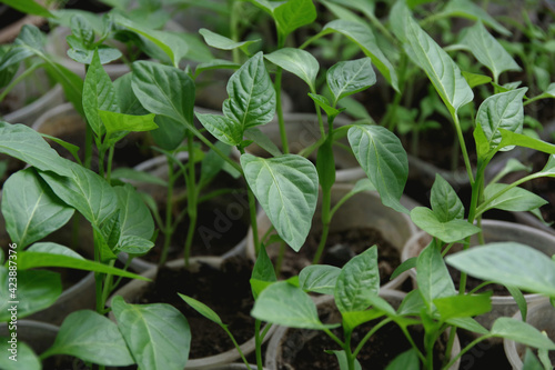 Wallpaper Mural Seedlings of Bulgarian, sweet, red pepper in cups on a blurred background. Selective focus with copy space. Torontodigital.ca