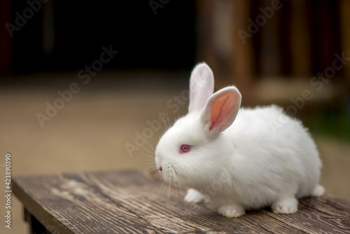 Beautiful white, fluffy baby rabbit is sitting on a bench. Close-up.