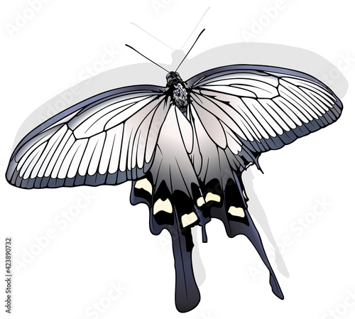 Chinese Windmill - Beautiful Butterfly Isolated on White Background, Vector Illustration