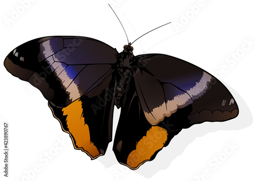 Banded Owl - Beautiful Butterfly Isolated on White Background, Vector Illustration