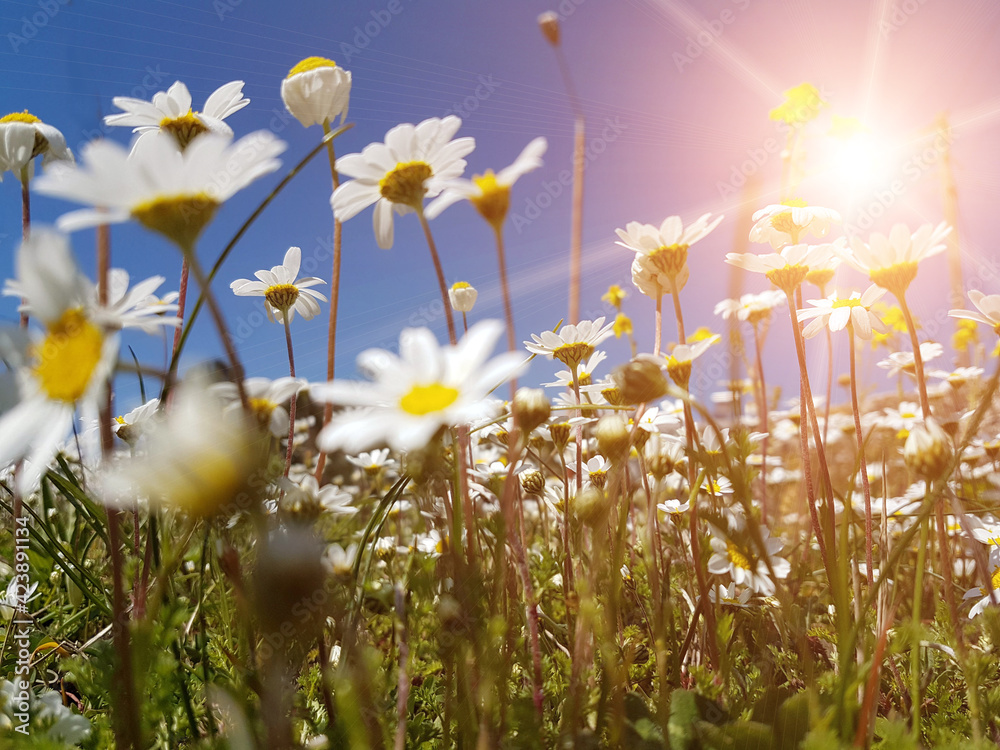 Obraz premium flowers daisies magnolia and other wild flowers in a meadow
