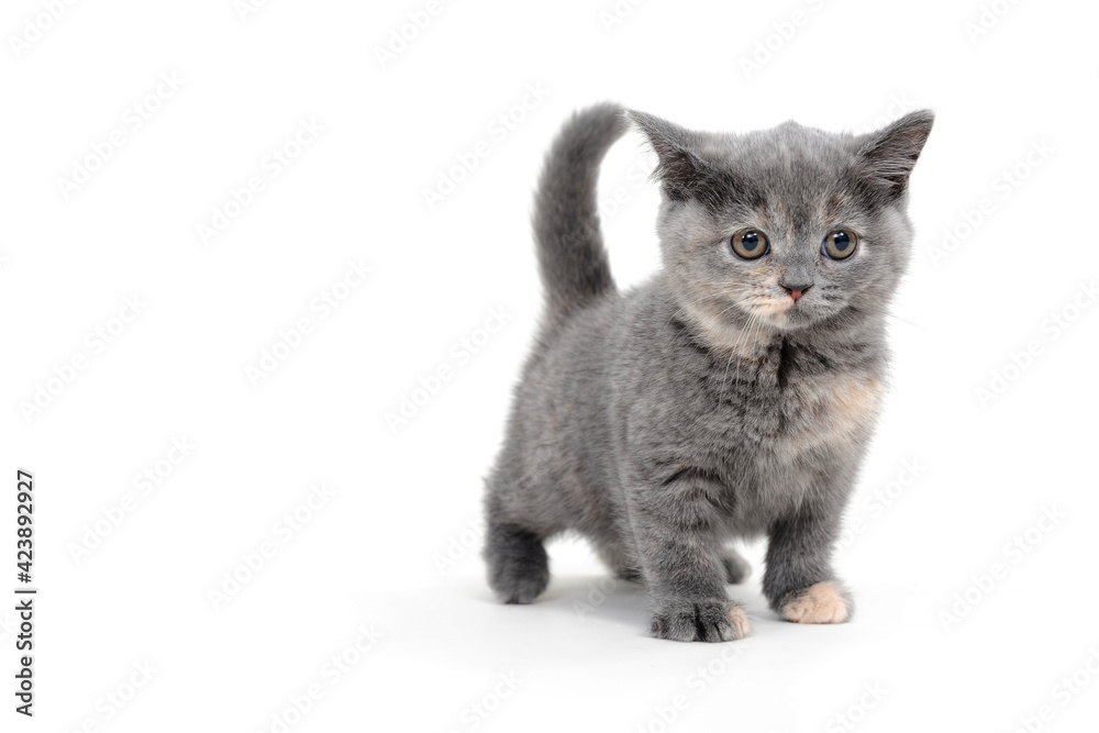 a purebred fluffy kitten stands on a white background