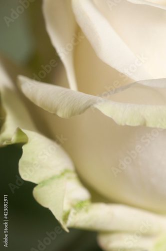 Rose flower fragment macro shot