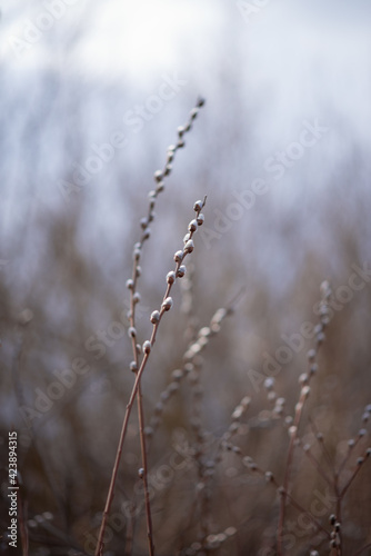 Photo of branches of a flowering willow.