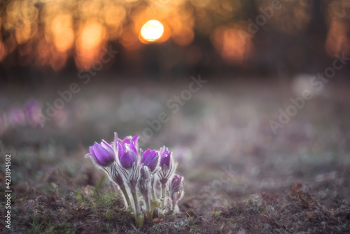 Spring flower. Dream-grass (Pulsatilla) blooms spring in the forest. Purple Pulsatilla flowers close-up in sunlight, beautiful bokeh. Postcard with a copy of the space. © Екатерина Дмитренко