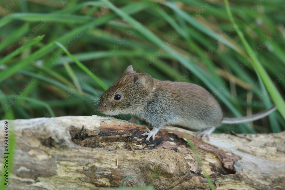 bank vole is looking for something to eat. Myodes glareolus. bank vole is looking for something to eat. Myodes glareolus.