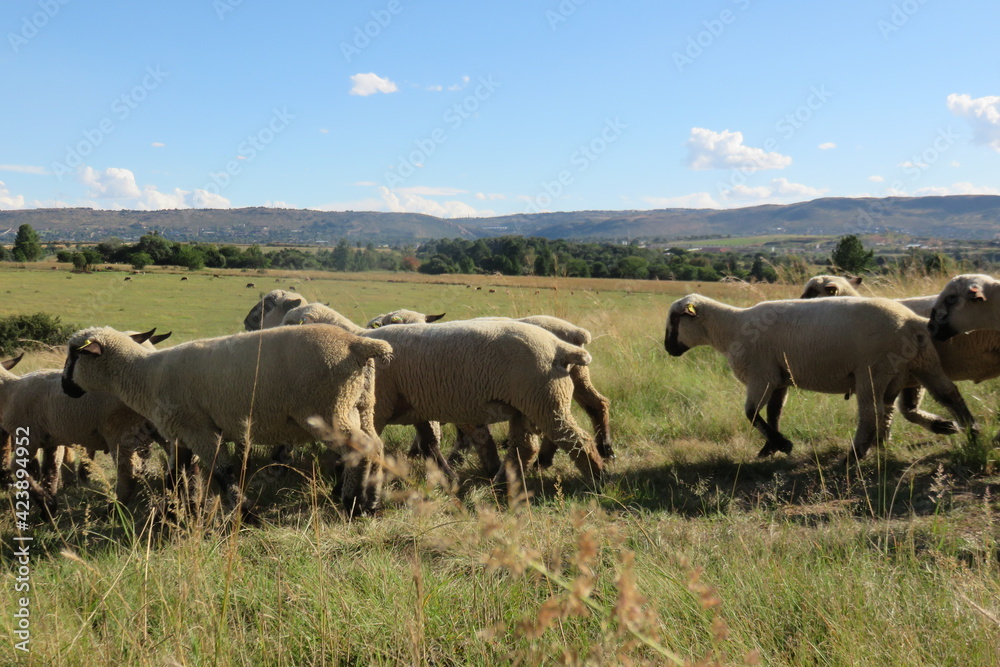A beautiful photo of a herd of sheep walking in a line through grass fields surrounded by green pasture landscapes under a blue sky with scattered white puffy clouds, on a farm in South Africa A beautiful photo of a herd of sheep walking in a line through grass fields surrounded by green pasture landscapes under a blue sky with scattered white puffy clouds, on a farm in South Africa