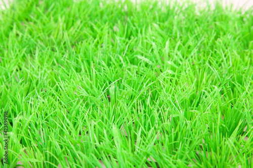 Springtime, fresh green grass lawn