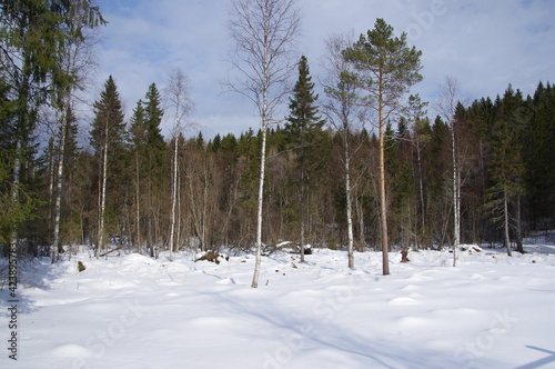 Winter forest in the village of Malye Korely, Arkhangelsk region photo