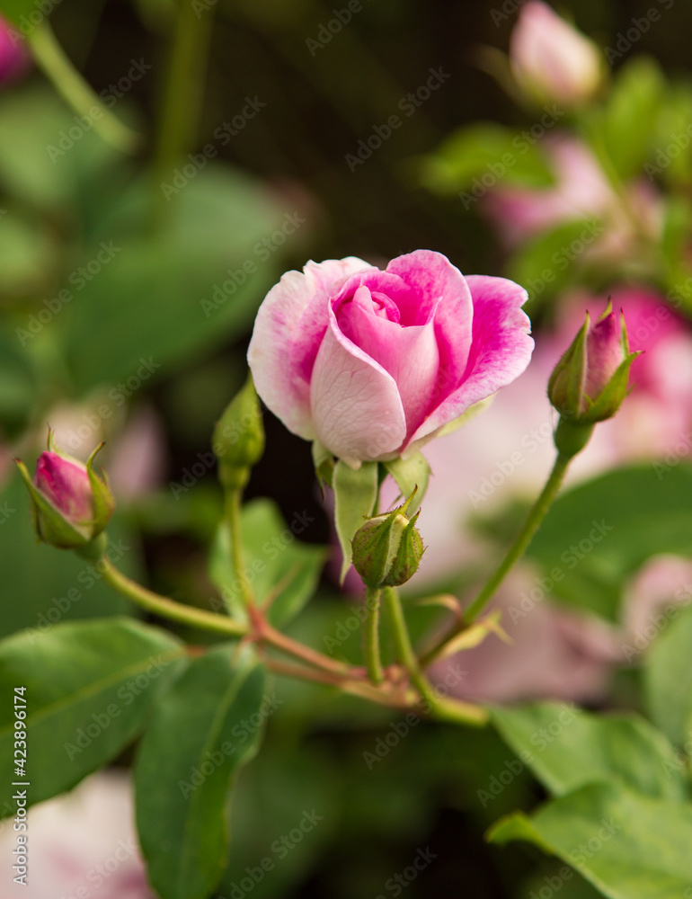 pink rose flowers as background
