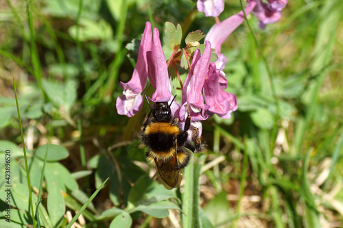 Flowering fumewort (Corydalis solida), family Papaveraceae and a garden bumblebee (Bombus hortorum), family Apidae. Spring in a Dutch garden. March, Netherlands photo