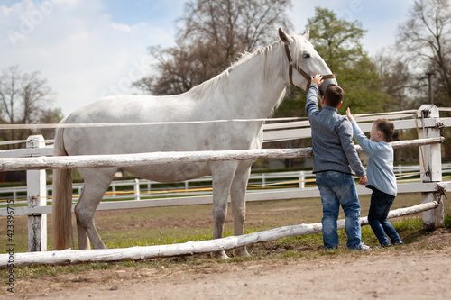 White horse with boys and soft touch