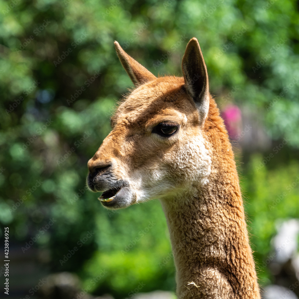 Vicunas, Vicugna Vicugna, relatives of the llama
