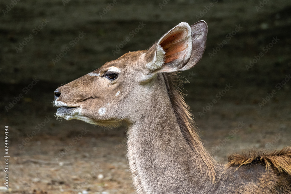 The common eland, Taurotragus oryx is a savannah antelope The common eland, Taurotragus oryx is a savannah antelope