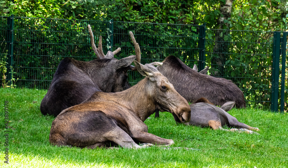 European Moose, Alces alces, also known as the elk European Moose, Alces alces, also known as the elk