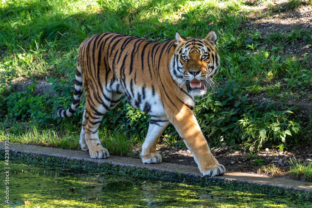 Fototapeta premium The Siberian tiger,Panthera tigris altaica in a park