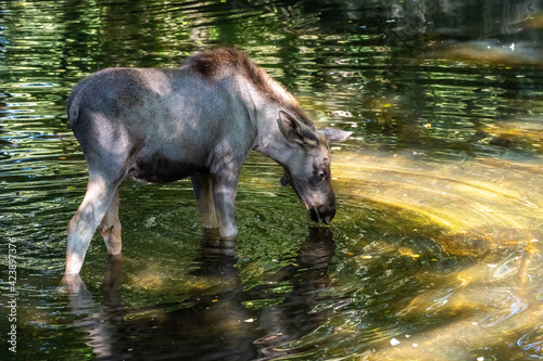 European Moose, Alces alces, also known as the elk © rudiernst