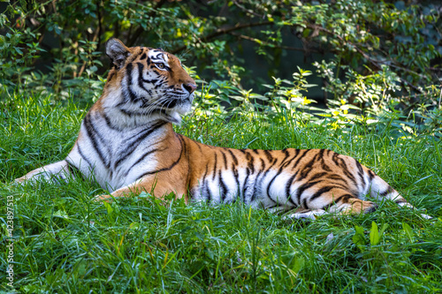 The Siberian tiger,Panthera tigris altaica in a park