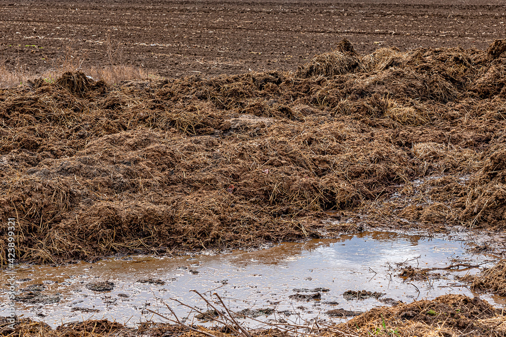 Piles of cow manure on the farm to fertilize the ground. Pile of Manure