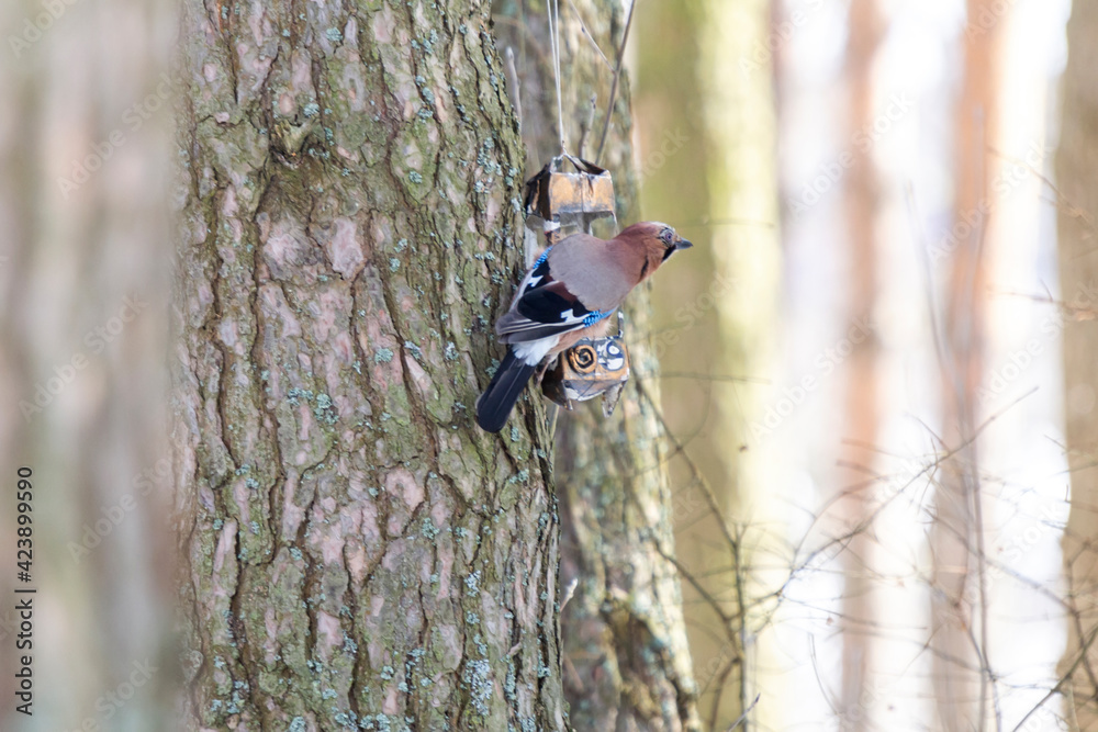 Fototapeta premium Сolorful jay bird in the winter autumn sunny forest among the branches of trees
