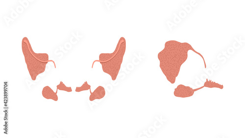 Flat vector illustration of healthy parotid, submandibular, and sublingual salivary glands.