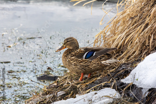 mallard duck on the bank of the river on a sunny day with reflections in the water