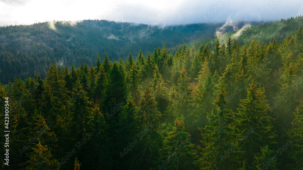 forest mountains pine needles beautiful landscape