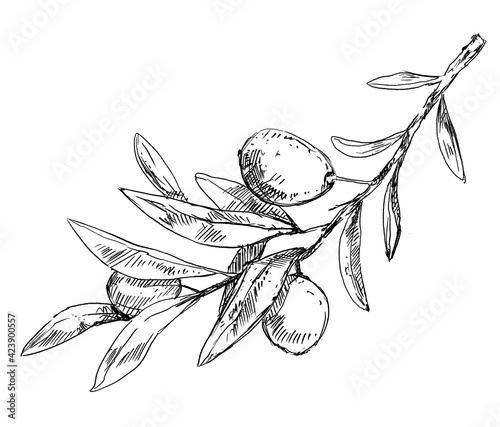 Olive tree branch with leaves and berries, pen drawing 