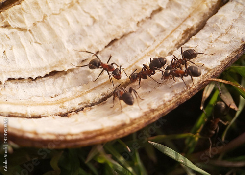Large forest ants feed on a banana peel