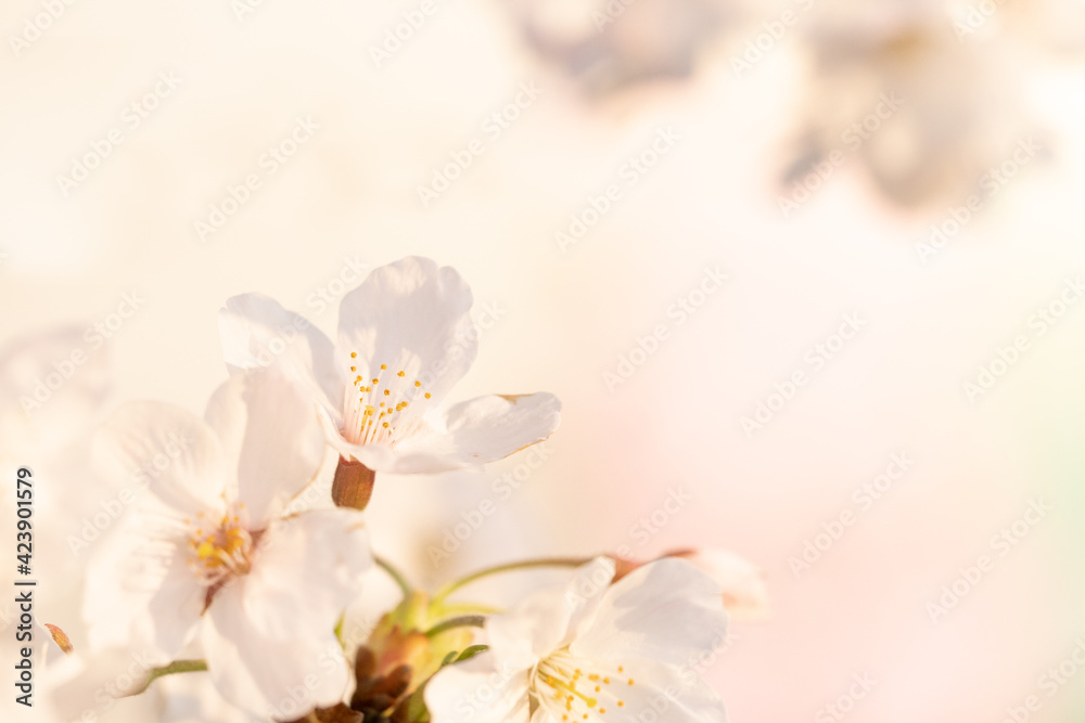 朝日に染まる桜の花びらのクローズアップ