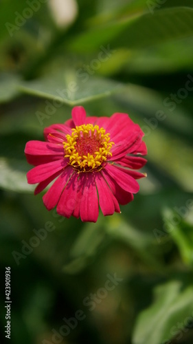 Close up red Creeping Zinnia, Mexican Zinnia Flower in bloom.