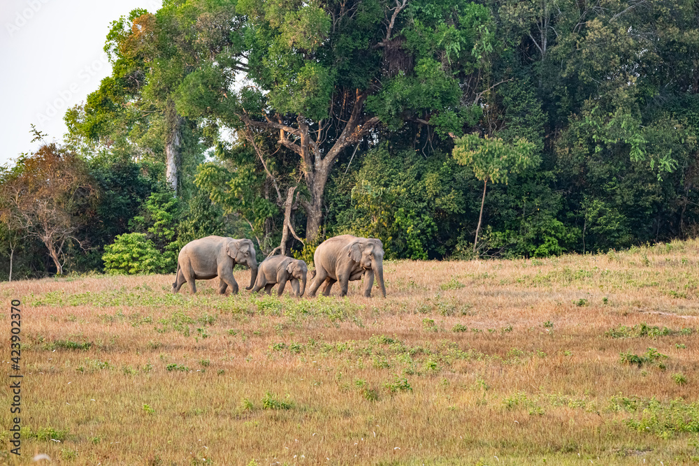 Wild elephants in Khao Yai National Park , Thailand. Khao Yai National Park is home to many elephants.