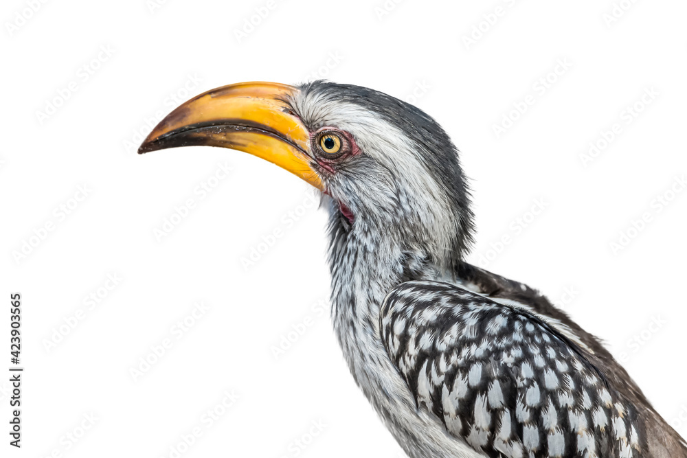 Obraz premium Southern yellow-billed hornbill (Tockus leucomelas) on white background. Botswana,South Africa