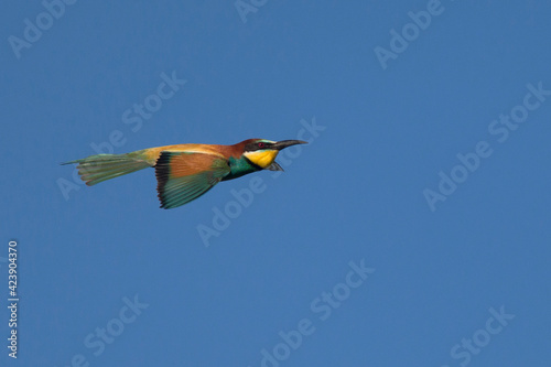 European Bee-eater, in flight, Side, Turkey.