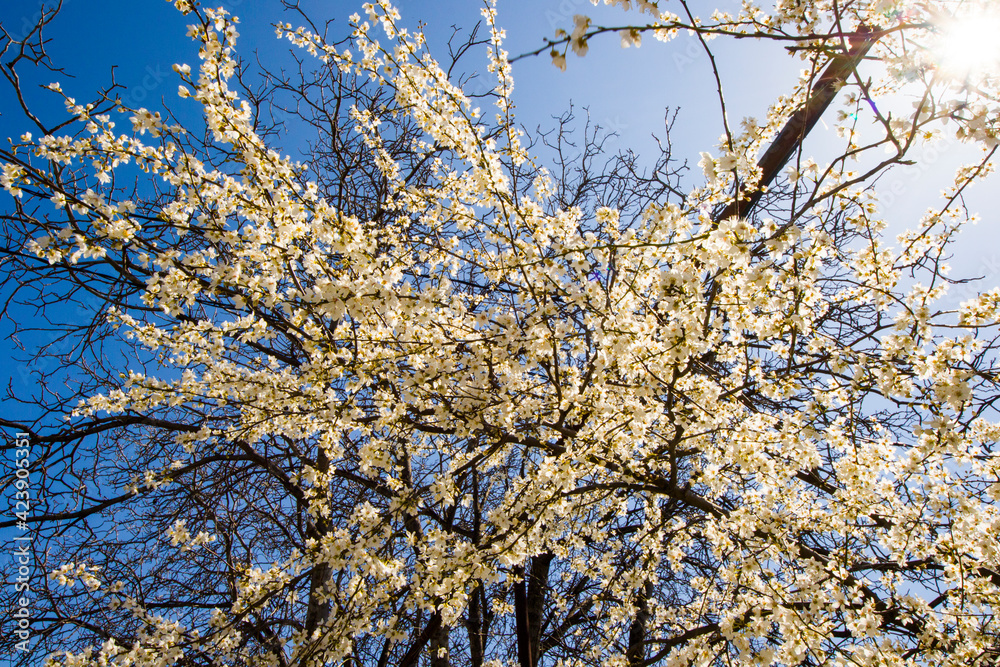 Obraz premium Almond tree flowers and branch, spring tree view