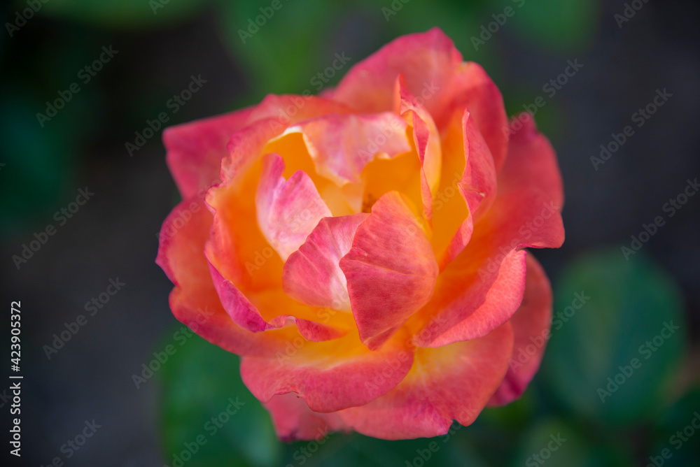 Big red rose close-up in the garden. Selective focus. Сoncept of a beautiful flower