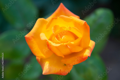 Large yellow rose close-up in the garden. Beautiful flower concept