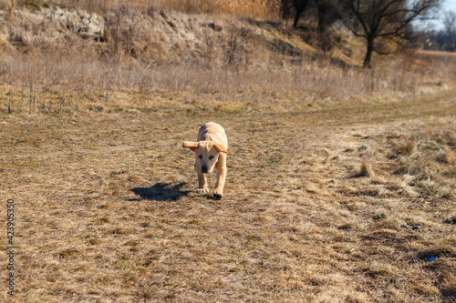 Cute labrador retriever puppy running on a meadow
