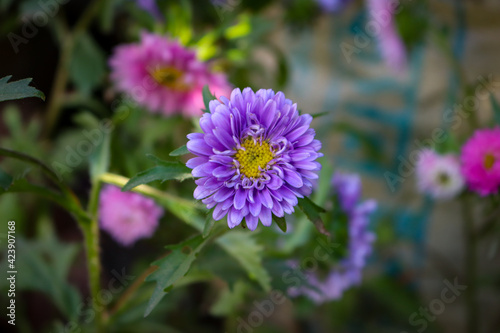 Beautiful violet Aster flower in tree